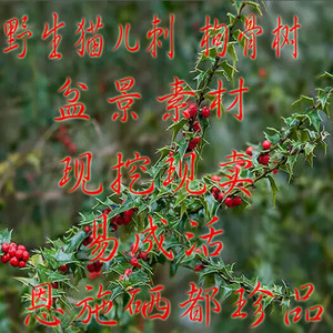 猫儿刺树苗又名 老鼠刺 枸骨树可阳台客厅盆栽易成活现挖现卖