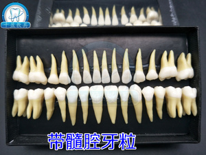 口腔科学生练习备洞带髓腔牙粒牙体解刨带牙髓全28颗仿真牙齿模型