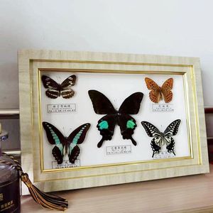 新品促销真蝴蝶昆虫标本装饰相框家居工艺摆件纪念儿童礼品画框