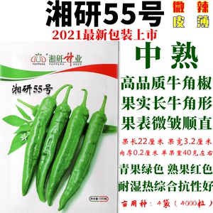 辣椒种子湘研55号长牛角椒皮薄中熟微辣果表微皱顺直耐湿热