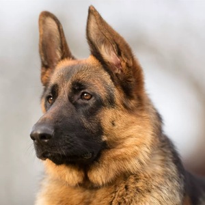 宠物狗黑背犬