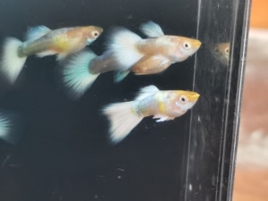 黄化黄金孔雀鱼,亚成鱼三对!_阿里巴巴找货神器