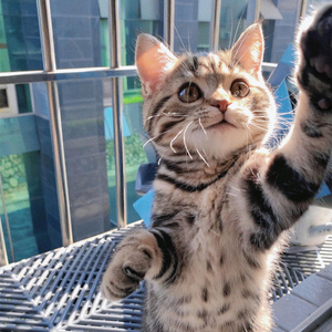 美国银虎斑猫纯种