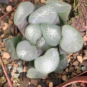 欧大宝万象萝卜根4厘米左右纹路好一物一品私聊带盆发货