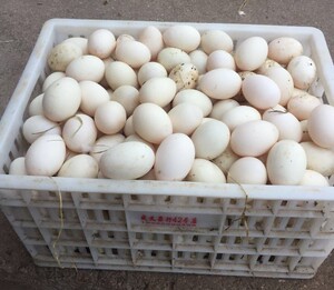 白鹭鸭蛋 白鹜鸭蛋 连城白鸭蛋 30枚装