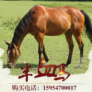 出售半马活马纯血马马驹景区用活体温血马真马骑乘马活体马匹