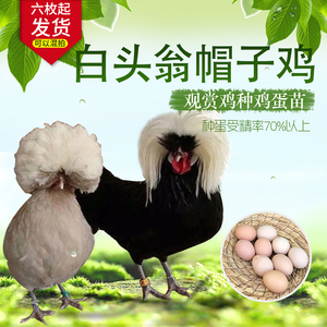 【白头翁帽子鸡】白头翁帽子鸡品牌,价格 - 阿里巴巴