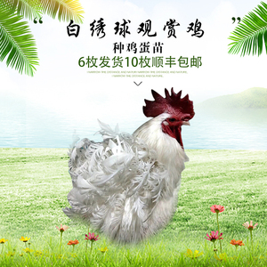 00 3人付款  淘宝 熏薰衣草鸡种蛋白绣球鸡科钦球鸡翻毛鸡特种观赏鸡