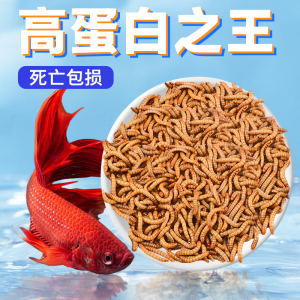 面包虫活虫黄粉虫大麦虫饵料活体锦鲤血鹦鹉大型鱼龙鱼高蛋白饲料