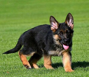 家养纯种德国牧羊犬警犬军犬黑背犬德牧幼犬小狼狗大型活体宠物狗