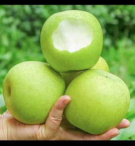 正宗砀山青梨10斤整箱当季水果酥梨新鲜水果梨子翠冠香梨雪梨