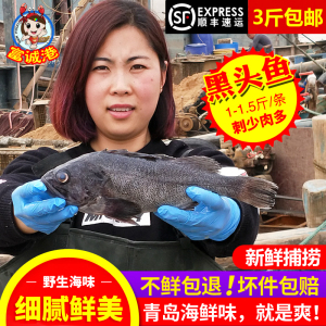 黑头鱼鲜活海鱼