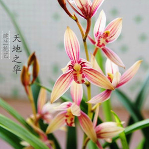 兰花苗建兰四季兰天地之华室内盆栽带花苞建兰鹤艺浓香花种子花苗