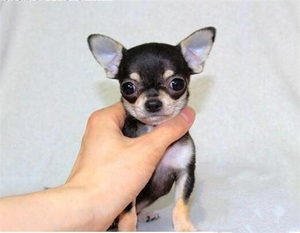 出售双血统小鹿犬纯种宠物狗狗茶杯犬吉娃娃幼犬活体袖珍迷你型狗