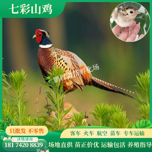 506人付款淘宝山鸡苗 七彩鸡苗 七彩山鸡苗 纯种美国 山鸡种苗 小鸡