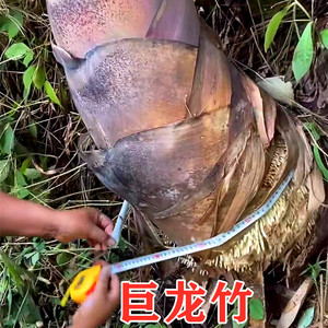 大型巨龙竹竹子苗巨龙竹竹苗楠竹竹笋苗庭院室外种植毛竹苗竹鞭苗