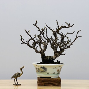 【火棘小品盆景】火棘小品盆景品牌,价格 - 阿里巴巴