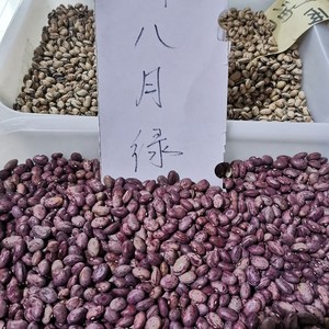 佳木斯龙种子油豆角种子新八月绿大油豆肉厚荚宽大棚陆地专用