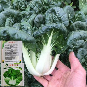 上海矮脚青菜种