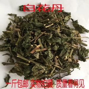 野生精品中药材白花丹谢三娘山波苓一见消正品包邮