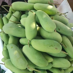 561人付款淘宝云南版纳生吃芒牙芒酸脆小青芒鸡芒水果孕妇新鲜当季现