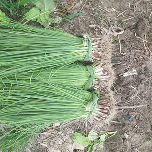 801人付款淘宝脱水蔬菜香葱圈 小米葱 香葱干 葱段 烘焙调味撒料新鲜