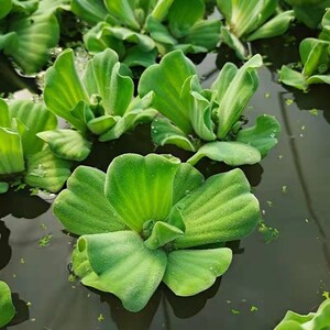 水葫芦水草浮萍水草花卉植物种苗鱼塘鱼池鱼缸养乌龟缸净化水质水