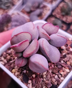 800人付款淘宝红蛋 白肌红蛋 正版水泡贵货多肉植物 叶片叶插 新品