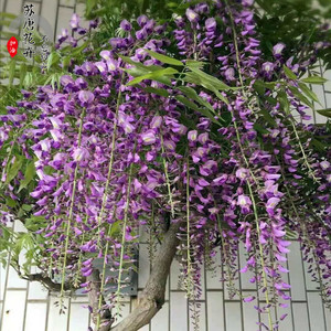 紫罗兰日本长穗嫁接高杆紫藤花丰花盆地栽爬藤攀爬植物庭院长廊架