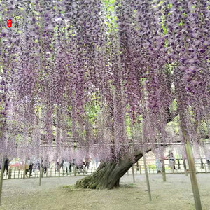 紫藤九尺