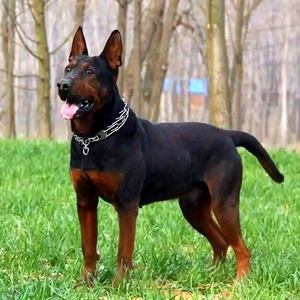 000人付款淘宝莱州红犬幼犬纯种苏联红犬虎头版幼崽