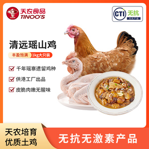 天农清远瑶山鸡1kg农家散养100天岭南土鸡母鸡整鸡肉无抗供港品质