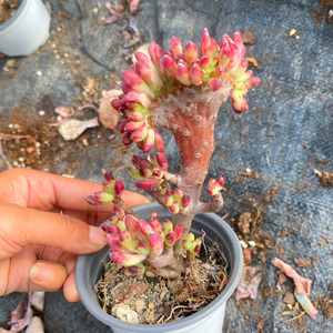 花巷多肉园艺大棚 红旗儿木质化造型老桩多肉大群生小叶一物一拍