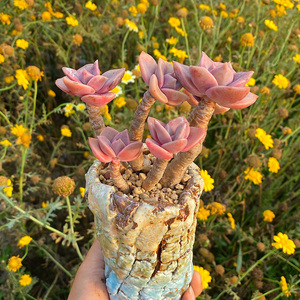 花巷多肉园艺大棚 旭鹤大老桩紫红色多肉普货好养一物一拍