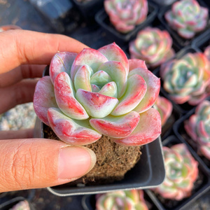 花巷多肉园艺大棚 草莓泡芙轰动控养老桩月影系厚叶类一物一拍