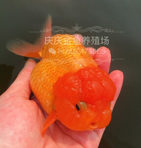 精品红顶虎头金鱼活体观赏鱼猫狮五花红白樱花玉兔青铜兰寿冷水鱼