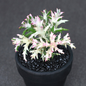 植物员外 银角麒麟 温差大季节出白粉锦银角珊瑚大戟科仙人掌多肉