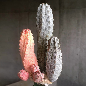 植物员外亚狄麒麟亚迪麒麟一物一拍大戟科多肉植物组合盆栽