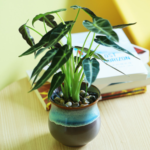 小仙女观音莲 玉女观音莲 绿植盆栽花卉观叶植物水培植物室内