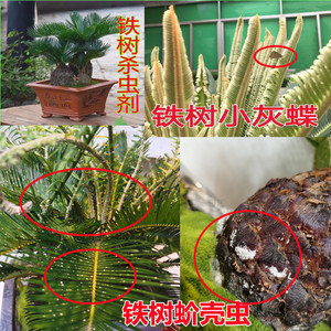 苏铁小灰蝶铁树蚜虫腻虫 蚧壳虫吃叶子的虫专用打虫除杀虫剂农药