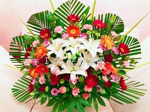 百合玫瑰扇形鲜花花篮探望慰问花篮沈阳鲜花实体店可指定日期送达