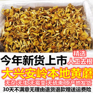 新货东北小黄蘑干货500g黑龙江省大兴安岭特产滑子蘑野生小黄蘑