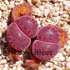 多肉植物屁股花生石花酒红保留 5粒 限购2份_阿里巴巴找货神器