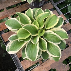 玉簪盆栽六月玉簪花苗巨无霸室内耐阴花卉庭院多年生花镜植物包邮