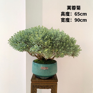 精品老桩芙蓉菊盆景四季常青观叶造型盆栽室内客厅阳台摆放吸甲醛