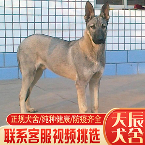 纯种大型中华狼青犬看家护院大骨架狼狗护卫犬巨型狼青犬狼青幼犬