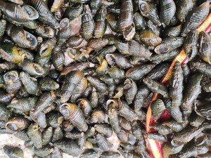 舌尖上的中国2美食 开化青蛳 清水螺蛳青螺清蛳田螺 大个包邮500g