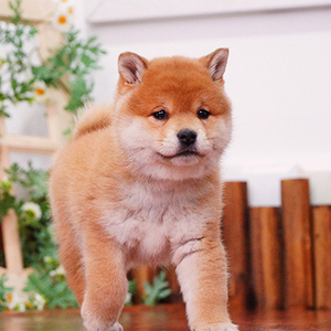 日本柴犬幼犬活体纯种双血统宠物狗