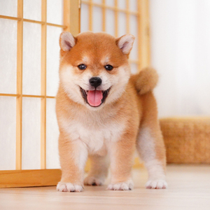 日本柴犬幼犬纯种豆柴活体宠物狗家养犬黑白赤柴秋田血统cku犬舍