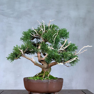 日本八房宫阪系鱼川真柏从小盆栽一物一拍室内室外绿植盆景素材